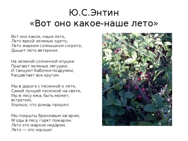 Текст слов лето. Вот оно какое лето текст. Вот оно какое наше лето песня текст. На зелёной солнечной опушке. На зелёной солнечной опушке прыгают зеленые лягушки текст.