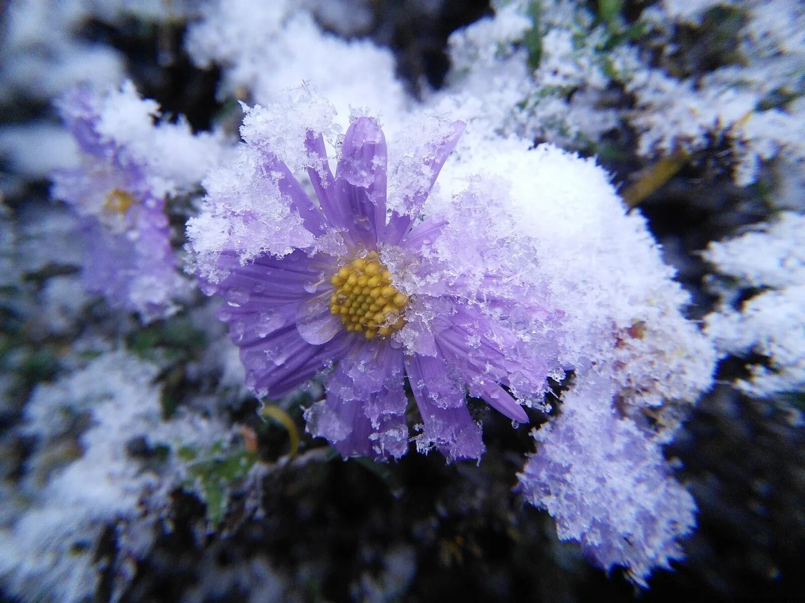 Много заморозков. Цветы в снегу. Цветы под снегом. Цветочек на снегу. Цветы которые растут зимой.