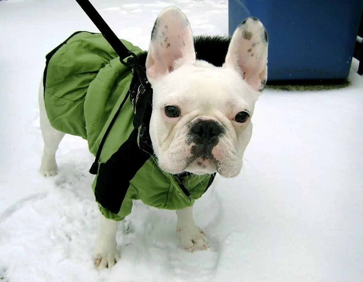 приют французских бульдогов. бельгийский бульдог. французский бульдог флаффи. французский бульдог купированные уши. помощь французским бульдогам.