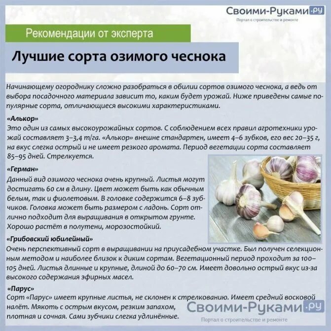 Картинки ГЕКТАР ЧЕСНОКА