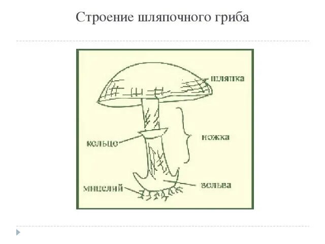 Биология Пасечник 5 класс 3 - ГДЗ Решебники MYGDZ.INFO