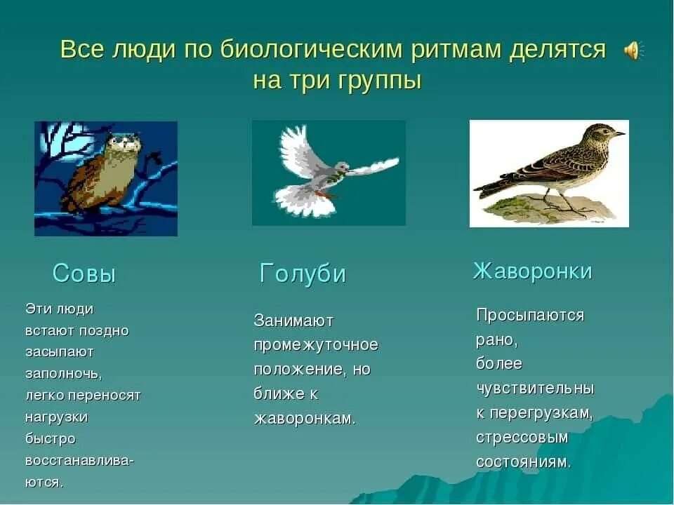 Хронотипы совы жаворонки. Жаворонки совы и голуби хронотипы. Хронотипы совы жаворонки. Хронотипы человека сова жаворонок голубь. Хронотипы сова жаворонок голубь.