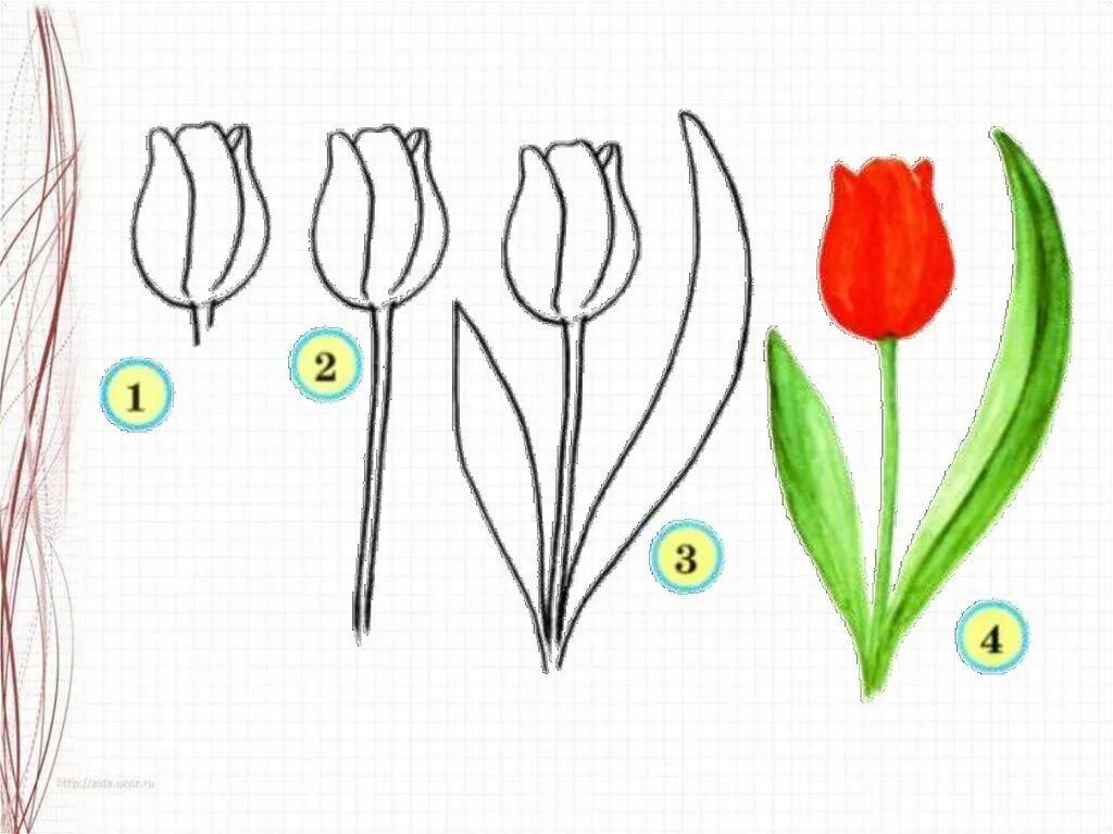 Урок рисования тюльпаны. Рисование тюльпаны в подготовительной группе. Поэтапное рисование тюльпана. Рисование тюльпаны в старшей группе