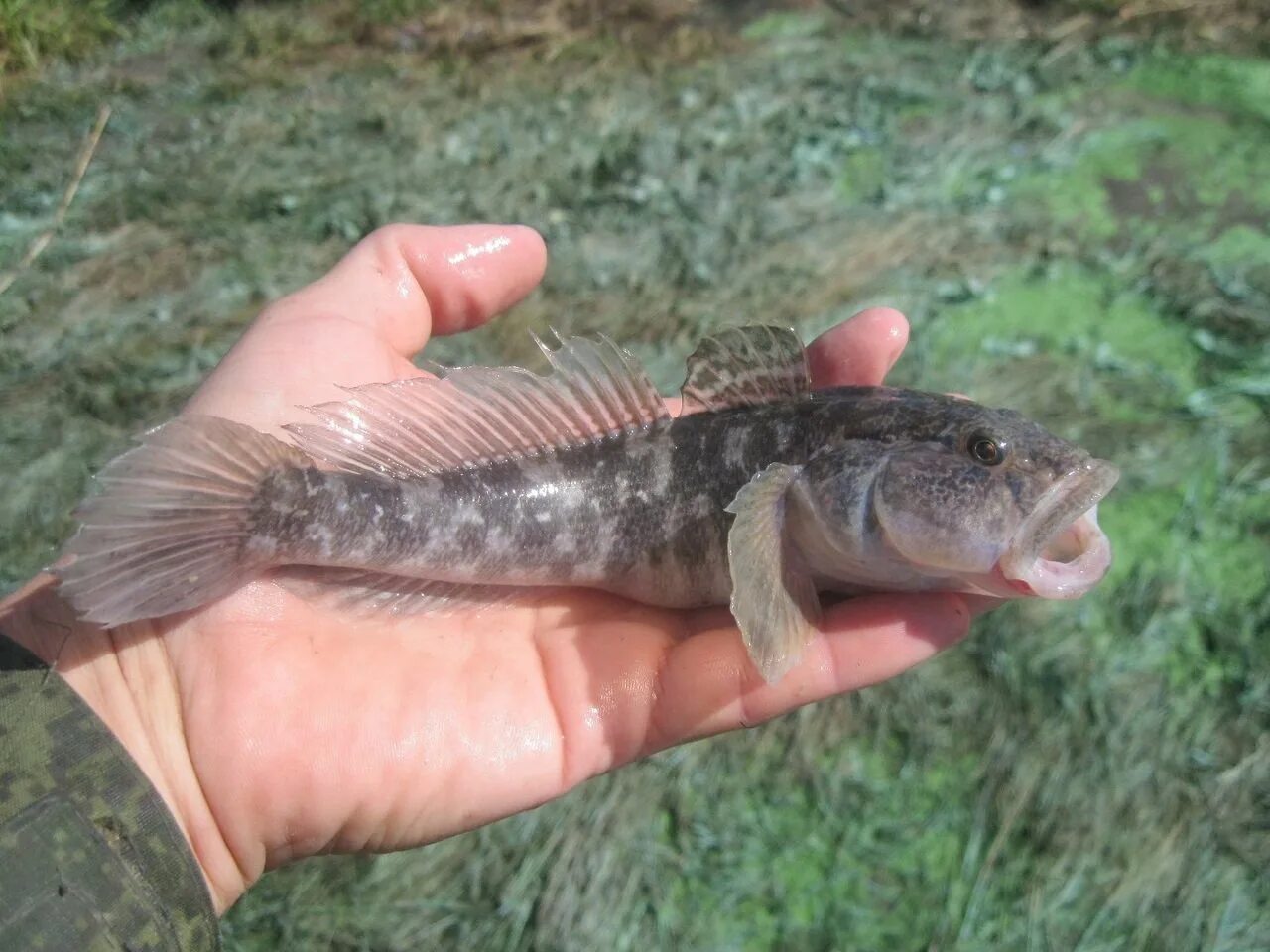 Бычок азовского моря. Ротан Черноморский бычок. Бычок мартовик черное море. Бычок подкаменщик Черноморский. Ротан подкаменщик Речной.