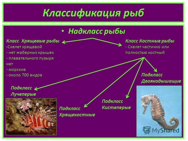 Внутреннее строение хрящевых и костных рыб. Внешнее строение хрящевых и костных рыб. Многообразие хрящевых рыб таблица. Костные рыбы скелет хрящевой плавательного пузыря нет. Хрящевые рыбы строение.