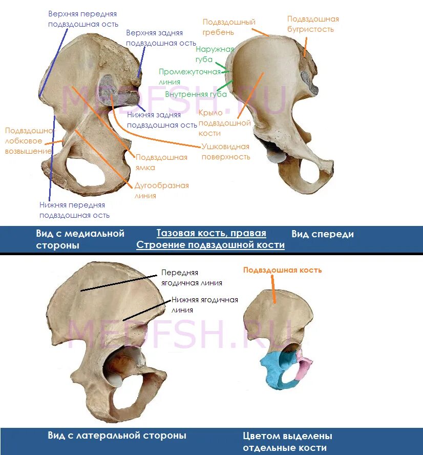 Кости таза анатомия подвздошная кость. Подвздошная кость строение линии ягодичные. Верхняя передняя подвздошная ость подвздошной кости. Подвзошнаякость анатомия.