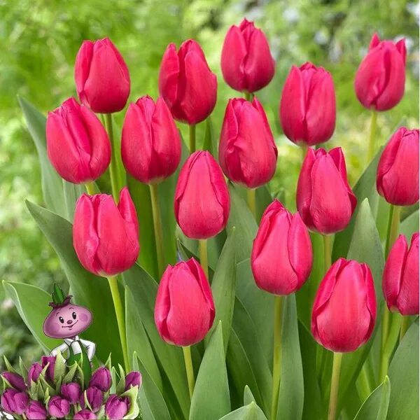 Тюльпан Пинк Ардоур /Tulip Pink Ardour ХС