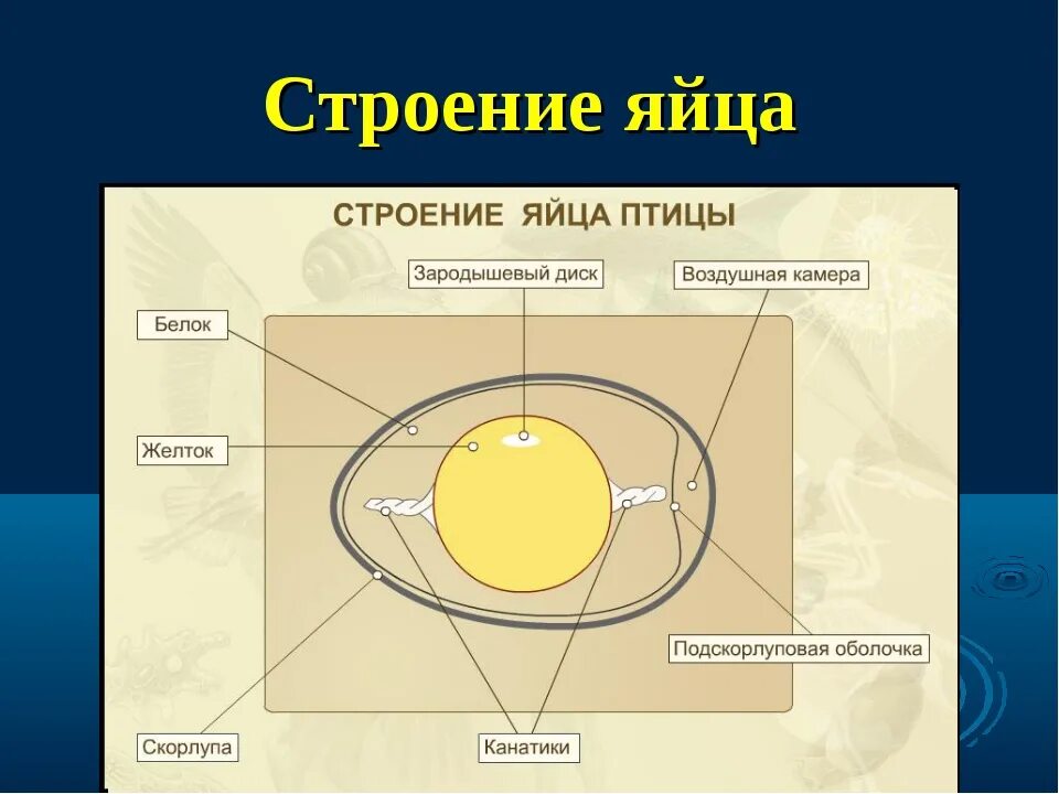 Особенности яйца птиц. Строение яйца функции структур. Яйцо биология строение и функции. Внутреннее строение яйца курицы. Строение яйца птицы и функции.