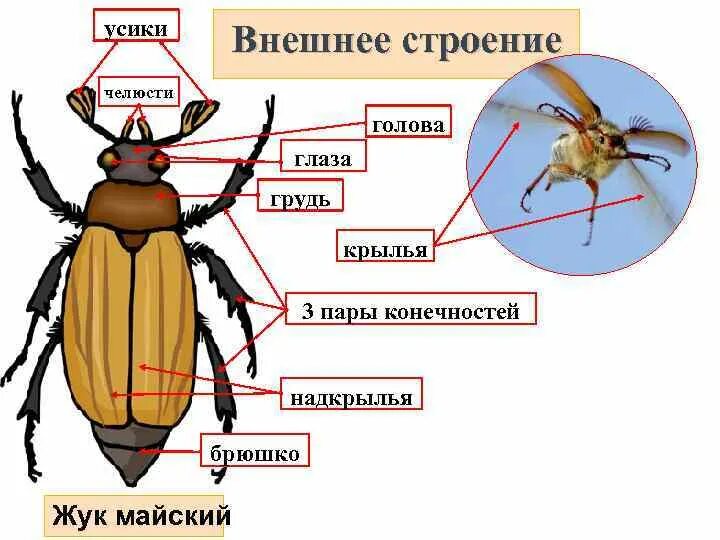 Насекомые имеют 3 отдела. Внешнее строение хруща майского. Внешнее строение жука. Строение насекомых внешнее строение майского жука. Внешнее строение майского жука.