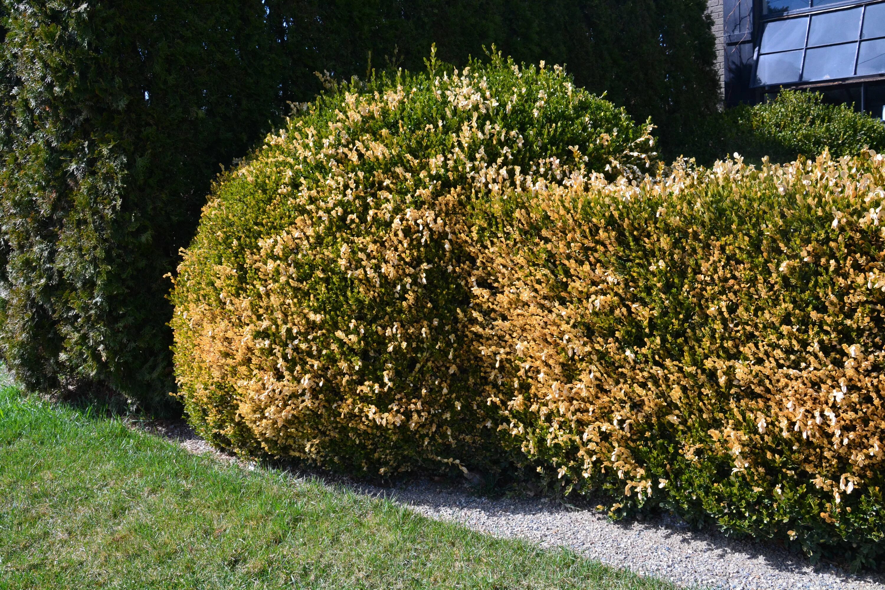 Buxus sempervirens 'elegantissima'. Вечнозеленые деревья и кустарники. Тис почвопокровный. Альтернариоз рододендрон. Самшит буксус.