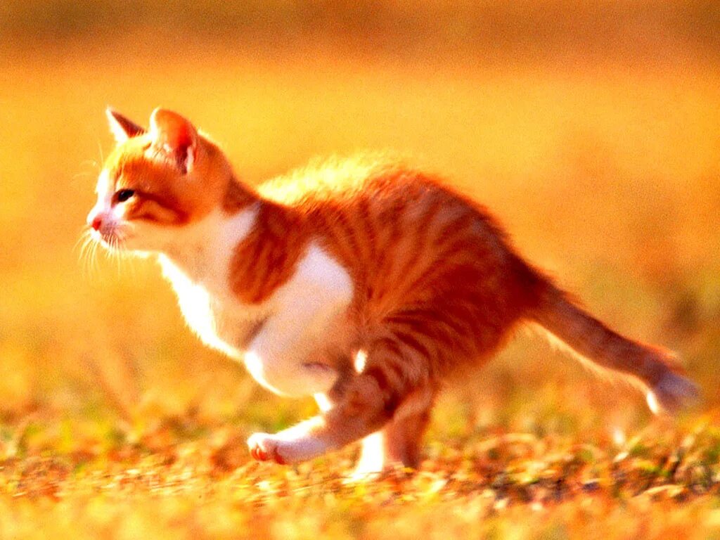 Когда какая нибудь кошка идет. Кошка бежит. рыжий кот бежит. рыжий кот убегает. рыжий кот бегает.
