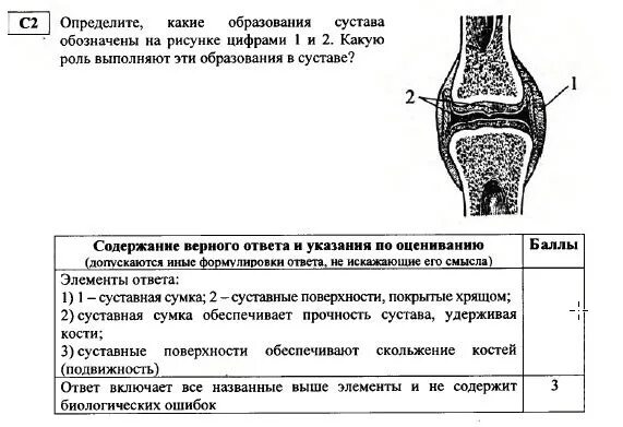 Какие структуры сустава обозначены. Строение сустава егэ биология. строение коленного сустава егэ. строение тазобедренного сустава егэ. строение сустава егэ.