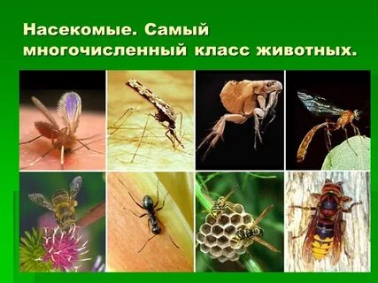 Самый многочисленный вид насекомых