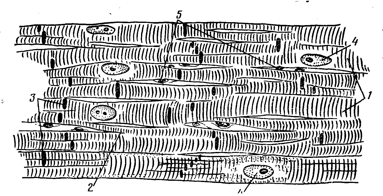 Строение сердечной мышечной ткани гистология. Поперечно-полосатая сердечная мышечная ткань гистология. Строение поперечно полосатой мышечной ткани гистология. Поперечно полосатая сердечная мышечная ткань схема. Сердечная мышечная ткань рисунок