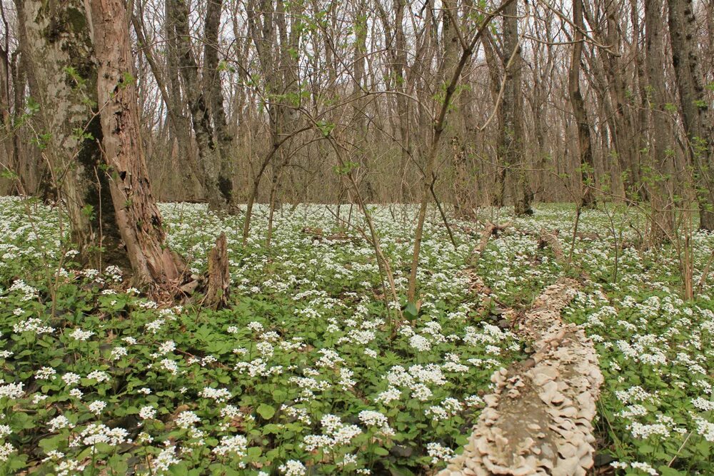 мамаев лес ставрополь. урочище русский лес ставрополь.
