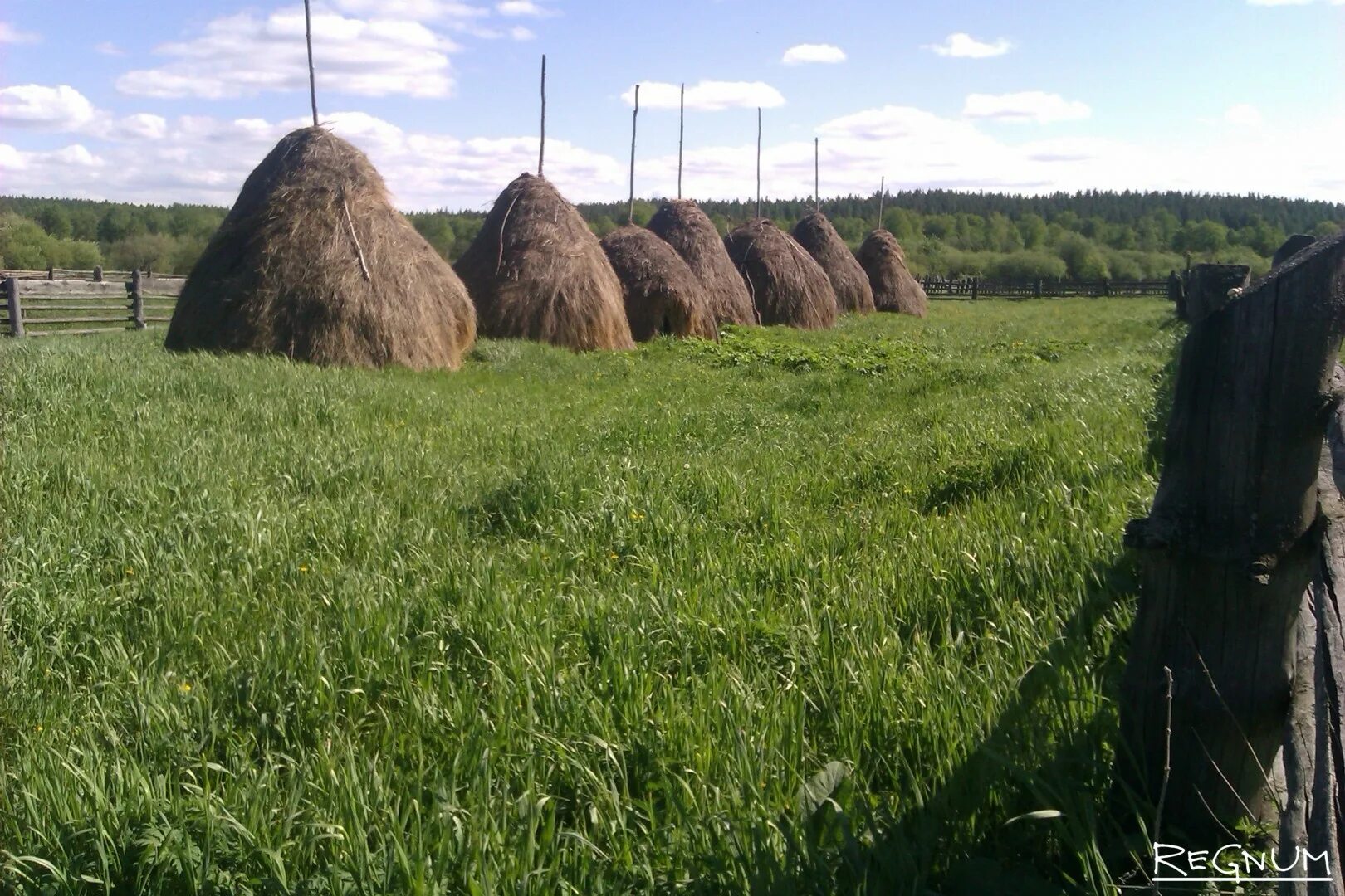 Сено кемеровская область. Калязин. Скирда. Стог.. Гора копна Гурьевский. Копна в Белоруссии. Гора копна в Кемеровской области.