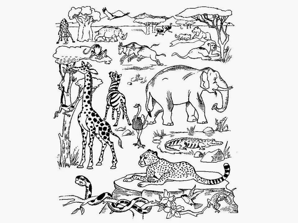 Животные африки 4 класс окружающий мир впр. Раскраски. Животные. Животные Африки раскраска. Раскраска Африка. Раскраска "Дикие животные".