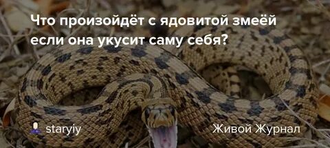 К чему снится укус в ногу
