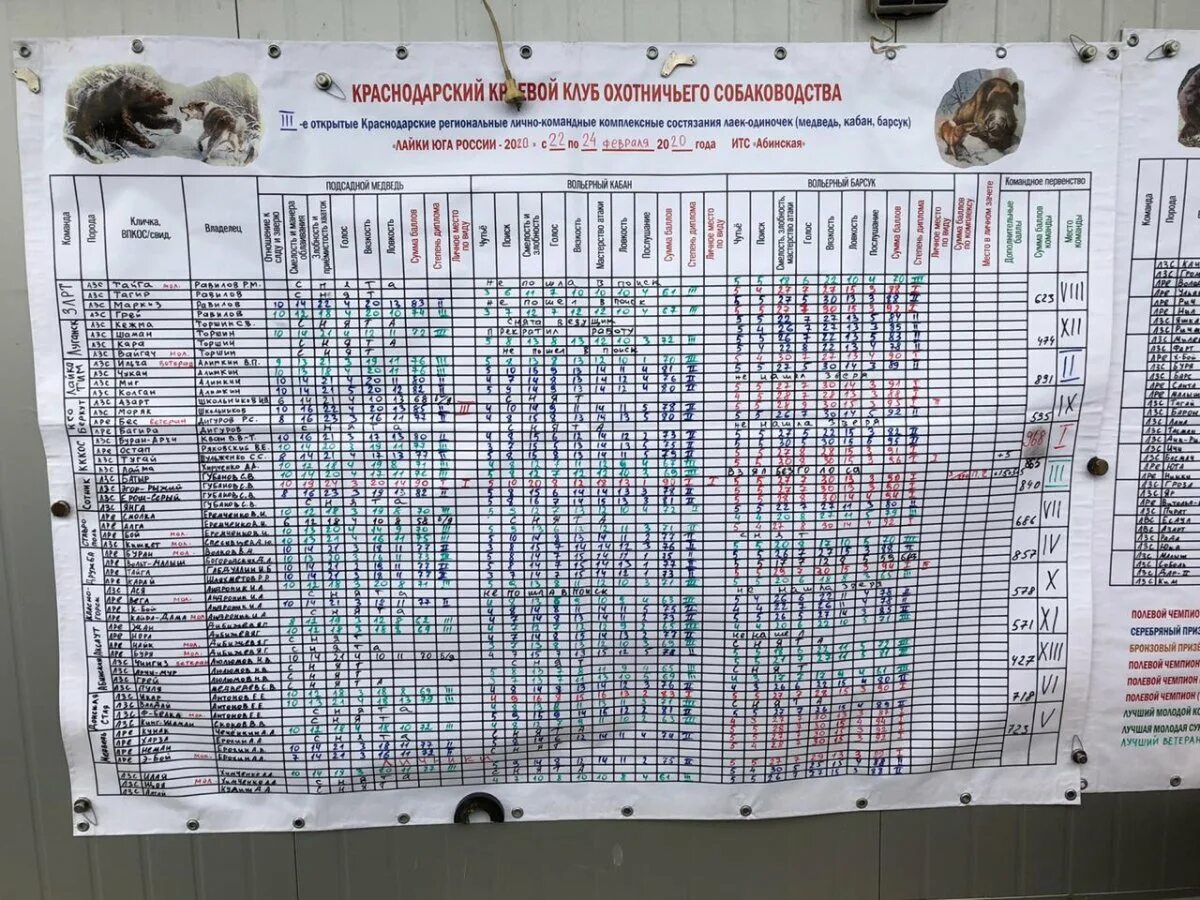 Состязания легавых. Результаты состязаний легавых собак 2022 Ижевск. Состязания лаек по кабану в 2022 году в в Подоскляй. Фрязево электросталь на сегодня расписание