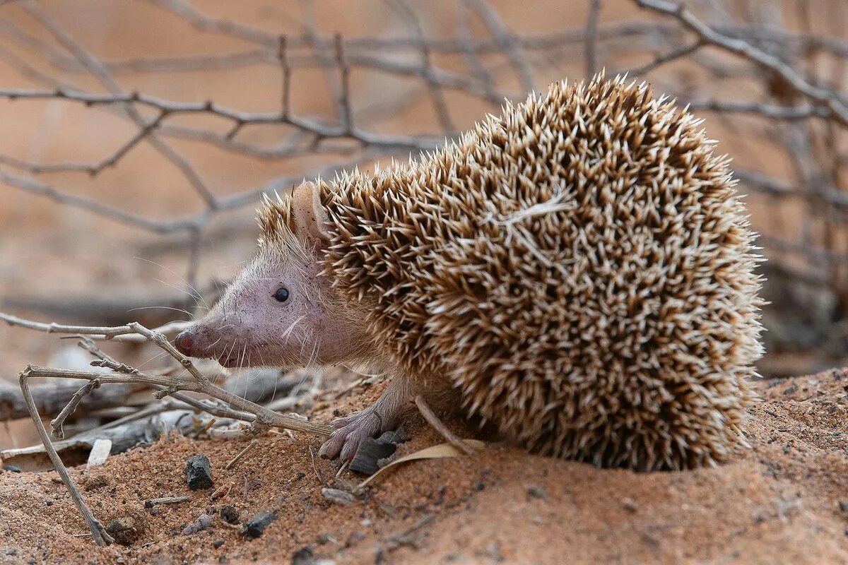Информация про ёжика. Еж царство тип класс отряд. Ежик лисичкин. Насекомоядные животные презентация. Систематика ежа.
