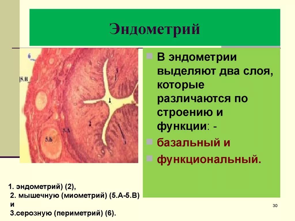 Эндометрий 30. Эндометрий функциональный слой. Функциональный и базальный слой матки.