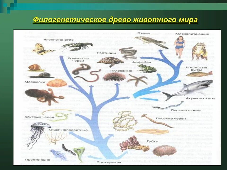 Как располагаются группы животных. Древо эволюции царство животных.