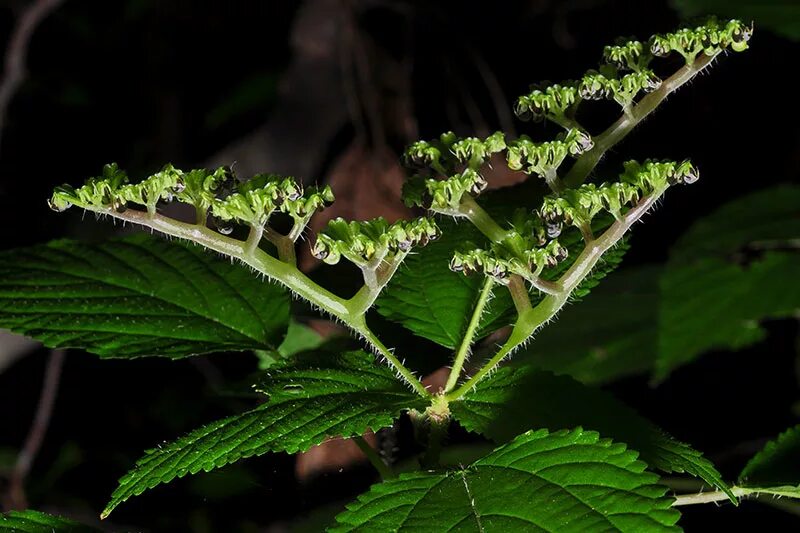 Какая крапива жалит. Лапортея (Laportea). Laportea canadensis. Лапортея жгучая. Лапортея канадская.