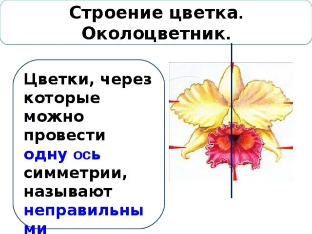 Цветок с одной осью симметрии. Орхидея оси симметрии. Растения которые обладают осевой симметрией. Симметрия листьев растений.