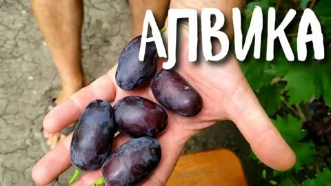 Виноград алвика