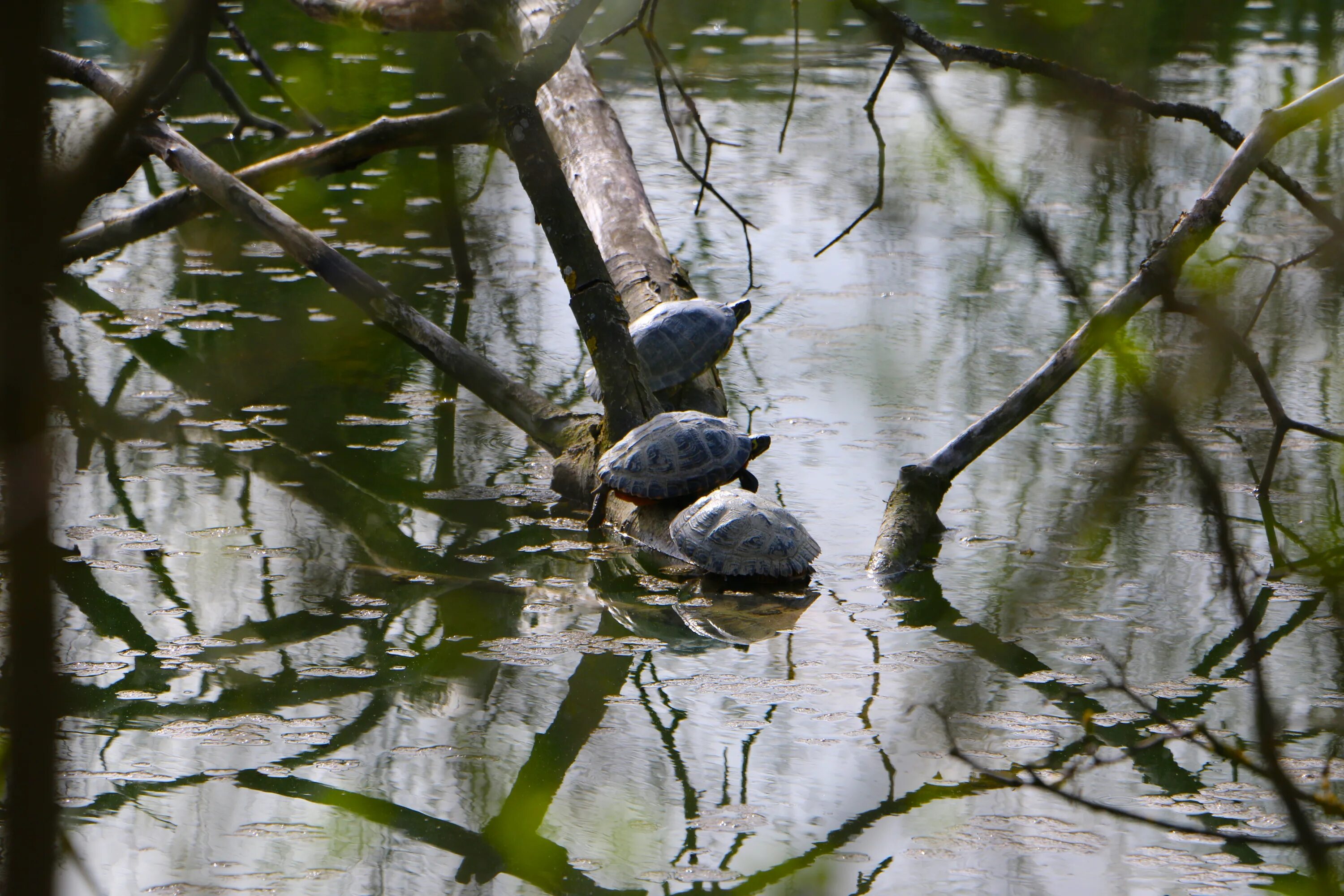 Черепаха в пруду. Черепашки в пруду. Прудовые черепахи. Пруд с черепахами Сочи.