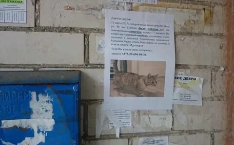 Чтобы кот не метил дверь