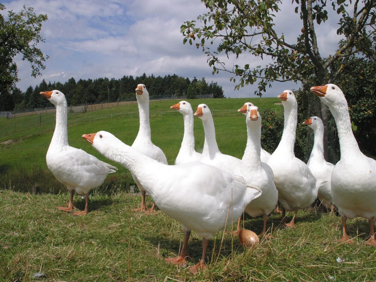 ржачный гусь. что значит гусиная походка. походка гуся. гусиная походка это. гусь.
