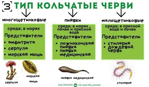 Отличие кольчатых червей от круглых