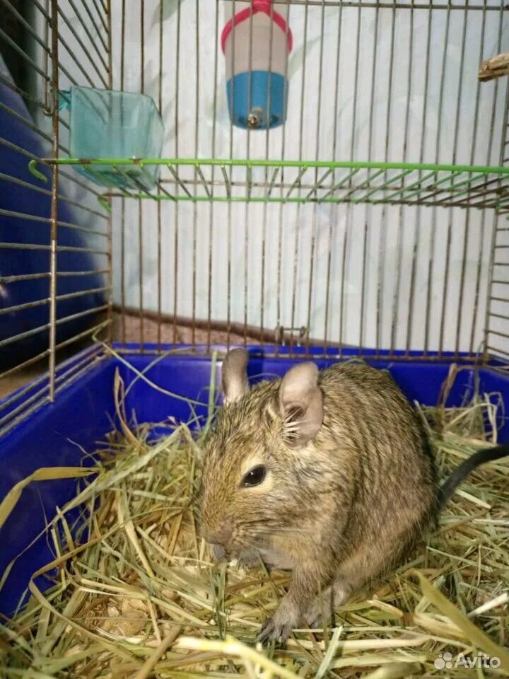 Чилийские белки дегу. Чилийские белки дегу. Дегу. Домашние белки дегу уход и содержание. Домашние белки дегу уход и содержание.