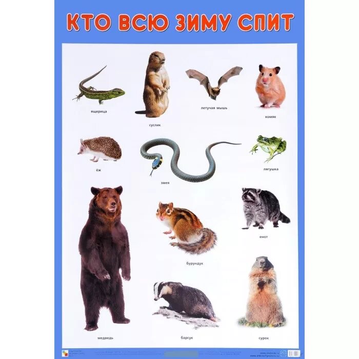 Кто зимой из животных. Какие животные спят зимой. животные которые спят всю зиму. звери которые спят зимой. в спячку впадают животные для дошкольников.