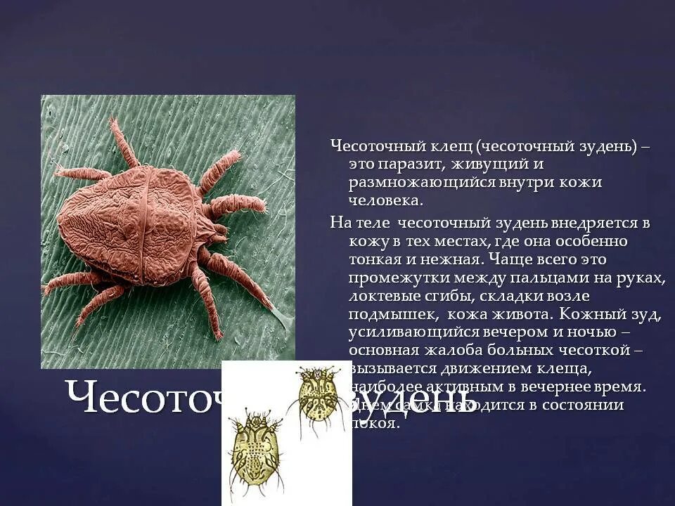 Почему чесоточного клеща называют зуднем обоснуйте