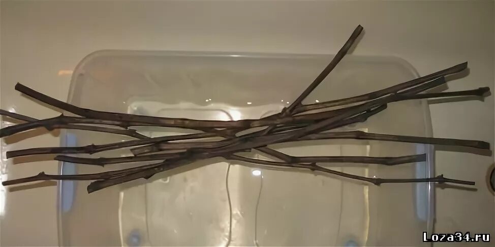 кильчевание черенков винограда. саженцы двухлетки винограда. саженцы чубуки винограда. пересылка черенков винограда. кильчеватор винограда.