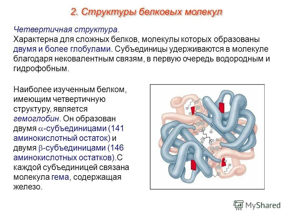 Строение и функции молекул белка изучают. Строение молекулы белка и структура белка. белки структура белковой молекулы. белки строение структуры белковых молекул. субъединицы четвертичной структуры белка это.