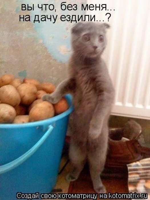Как не поехать на дачу. Смешные коты с надписями на даче. коты и рассада юмор. приколы про дачу. кот на даче.