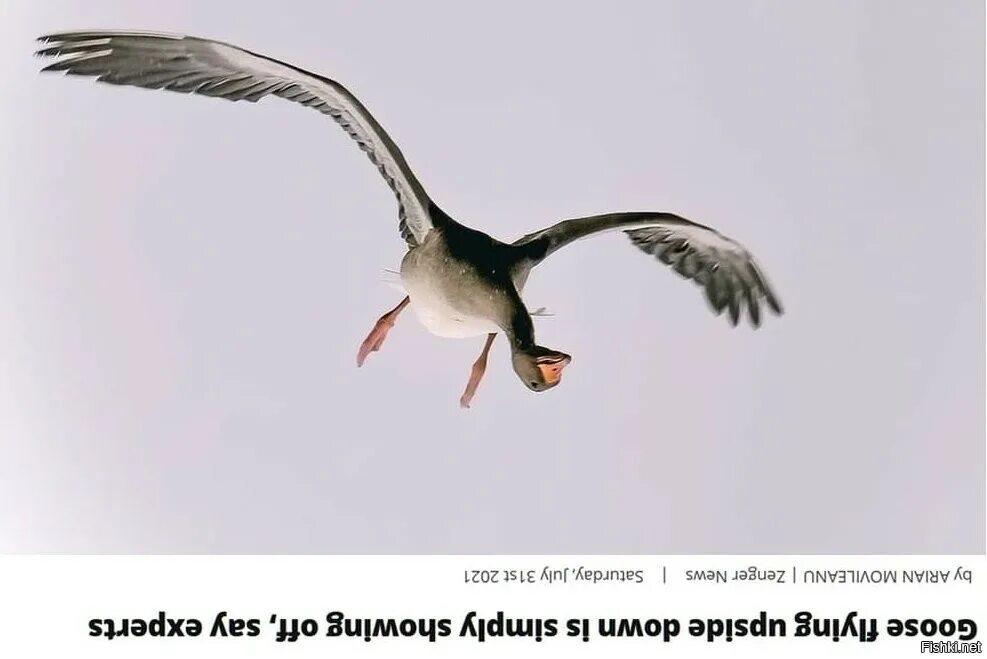 К чему снятся летящие гуси. Гуси летают вверх ногами. гуси летят. птицы летают вверх ногами. перевернутый гусь.