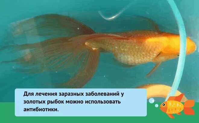 Золотая рыбка лежит