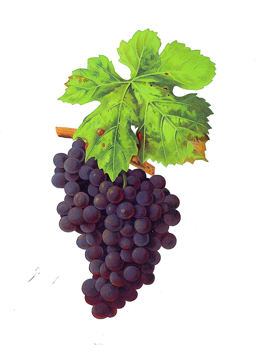 Мерло сорт винограда. Винный сорт винограда Мерло. Мерло сорт винограда листья. Мерло вино сорт винограда