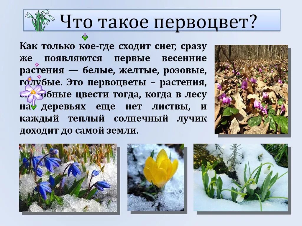 Первоцветы презентация для детей