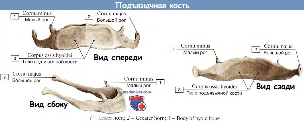 Большой рог латынь. Большой рог латынь. Подъязычная кость тип кости. Большой рог латынь. Подъязычная кость в черепе человека.