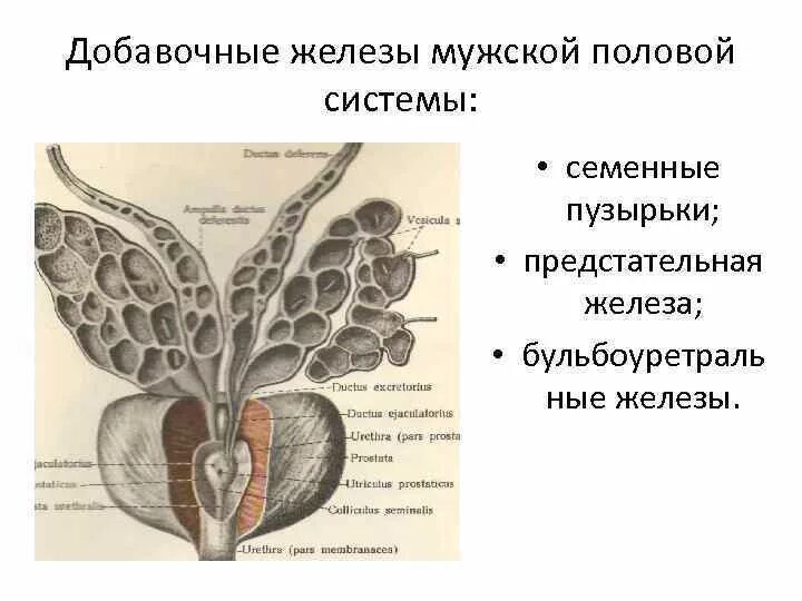 Семенные пузырьки железы. Мужская половая система семенные пузырьки. Семенные пузырьки и бульбоуретральные железы. Функции предстательной железы анатомия. Простата семенные пузырьки анатомия.