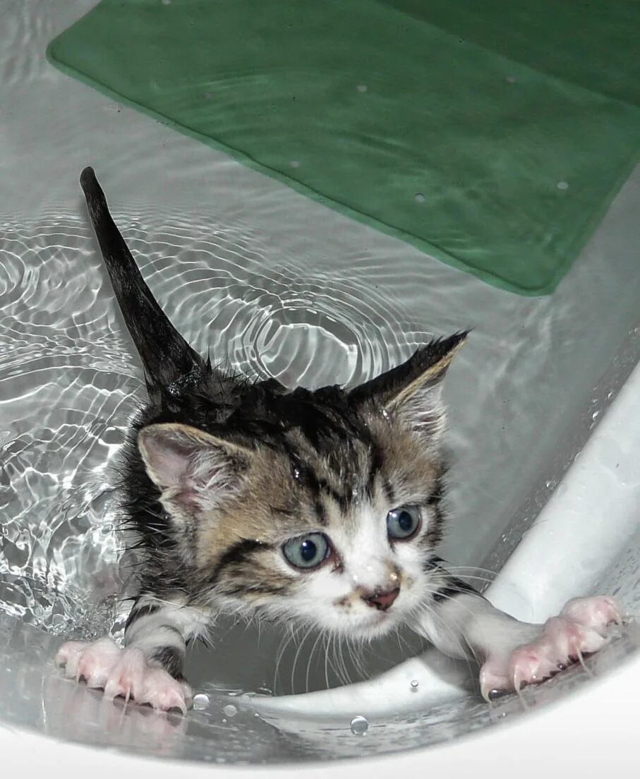 Котенок в ванной. Котенок купается. Котенок купается в ванне. Кот моется. Кот после купания