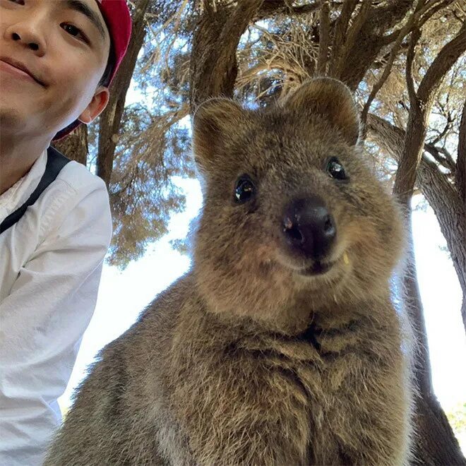 Квокка хана. Квокка Хан Джисон. Хан Квокка (Han Quokka - Хан). Квокка Джисон SKZOO. Квокка Хан Джисон игрушка.