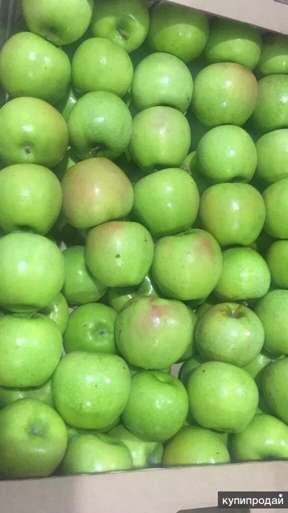 семеренко и гренни смит. гренни смит сорта яблони. сорт яблони гренни смит. гренни смит сорта яблони. яблоня сорт гренни.