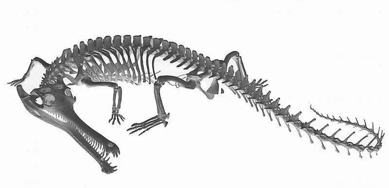 Отделы позвоночника крокодила. Гавиал крокодил скелет. Скелет гавиала. Скелет нильского крокодила. Скелет аллигатора.