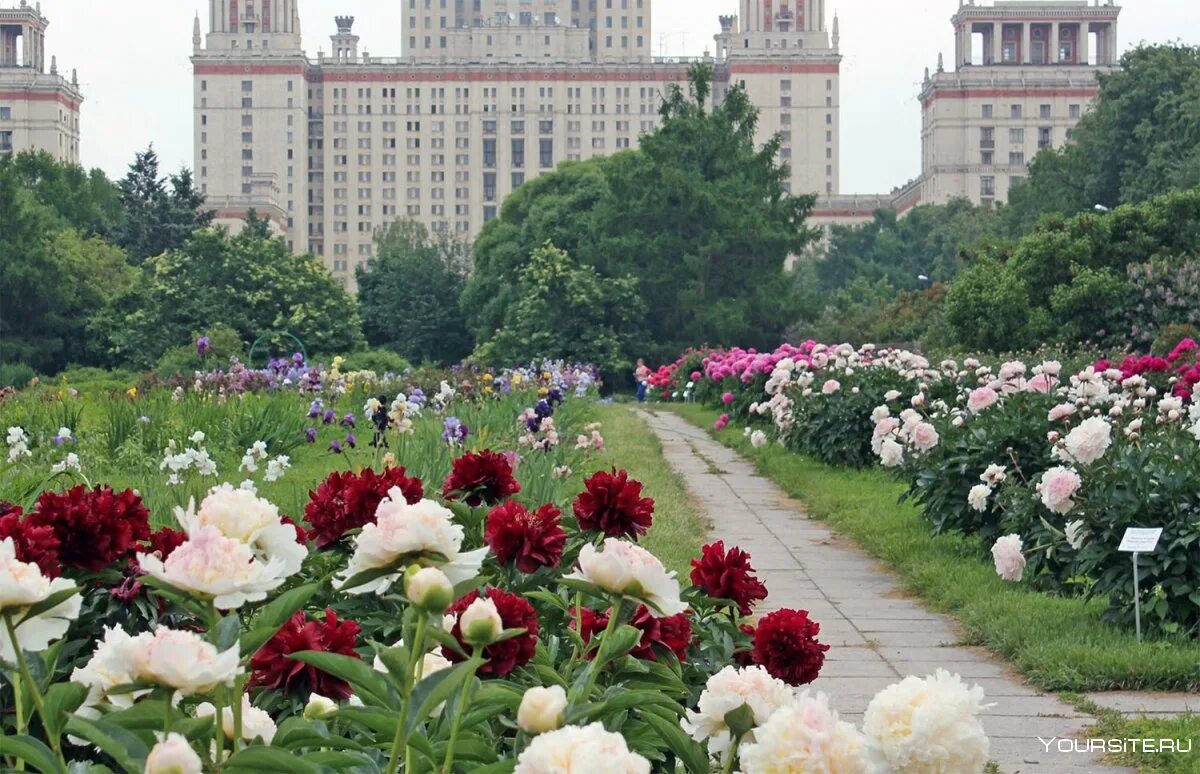 Сад мгу на воробьевых. Ботанический сад МГУ Москва. Ботанический сад МГУ на Ленинских горах. Пионы ботсад МГУ. Ботанический сад биологического факультета МГУ.